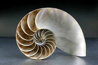 Schale einer Nautilus als Beispiel der Fibonacci-Folge