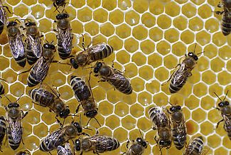 Sechseckige Bienenwaben